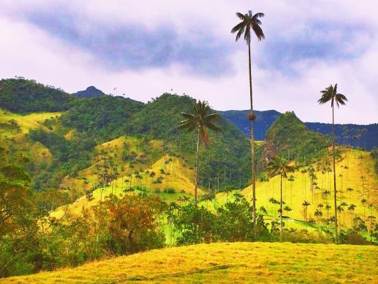 Bosques de Cocora