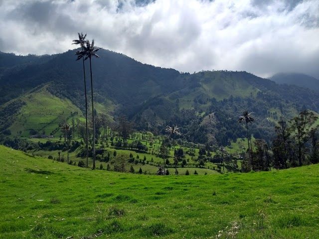 Valle Del Cocora