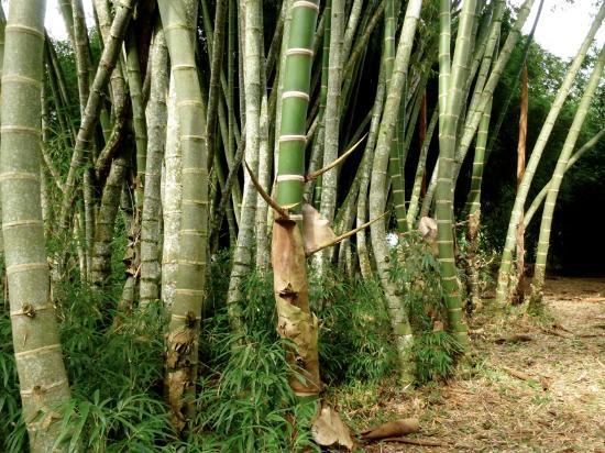 El Paraíso del Bambú y La Guadua