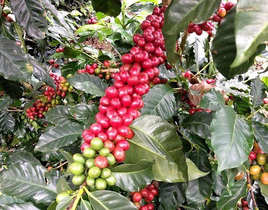 la finca de café Las Acacias